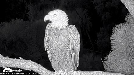 NE Florida Eagles Live Webcam - Aug 12, 2026, 8:27pm EDT