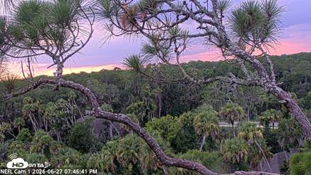NE Florida Eagles Live Webcam - Jun 27, 2026, 7:47pm EDT
