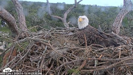 NE Florida Eagles Live Webcam - Oct 19, 2026, 10:24am EDT
