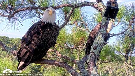 NE Florida Eagles Live Webcam - Sep 6, 2026, 9:01am EDT
