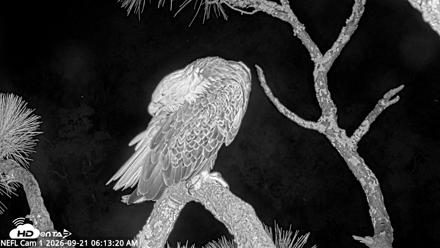 NE Florida Eagles Live Webcam - Sep 21, 2026, 6:14am EDT
