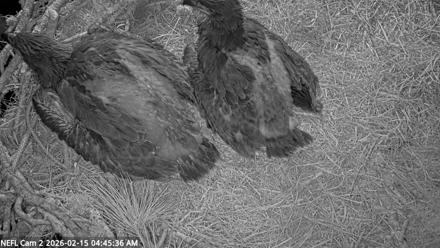 NE Florida Eagles Live Webcam - Feb 15, 2026, 4:46am EST