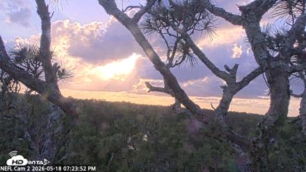 NE Florida Eagles Live Webcam - May 18, 2026, 7:24pm EDT