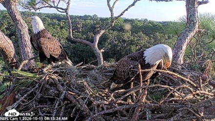 NE Florida Eagles Live Webcam - Oct 11, 2026, 8:16am EDT