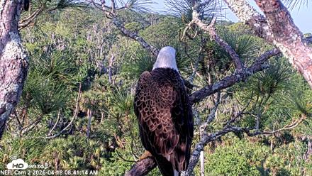 NE Florida Eagles Live Webcam - Apr 18, 2026, 8:42am EDT