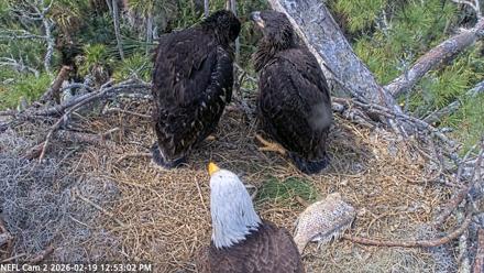 NE Florida Eagles Live Webcam - Feb 19, 2026, 12:53pm EST