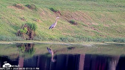NE Florida Eagles Live Webcam - Apr 30, 2026, 7:14pm EDT