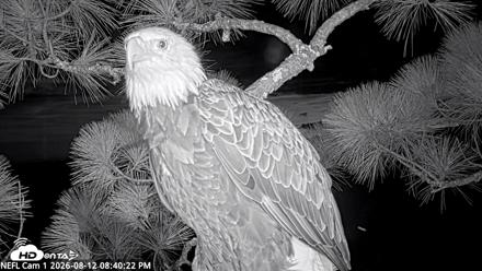 NE Florida Eagles Live Webcam - Aug 12, 2026, 8:41pm EDT