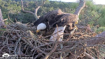 NE Florida Eagles Live Webcam - Oct 11, 2026, 8:08am EDT