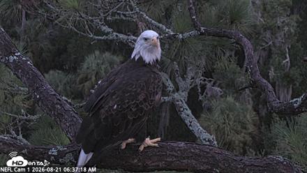 NE Florida Eagles Live Webcam - Aug 21, 2026, 6:38am EDT