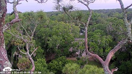 NE Florida Eagles Live Webcam - May 9, 2026, 8:30am EDT