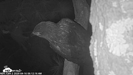 NE Florida Eagles Live Webcam - Apr 16, 2026, 6:13am EDT