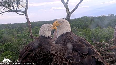 NE Florida Eagles Live Webcam - Apr 27, 2026, 7:35am EDT