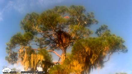 NE Florida Eagles Live Webcam - Sep 6, 2026, 8:04am EDT