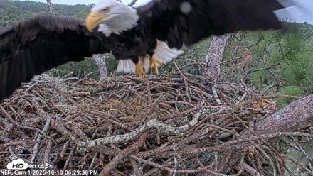NE Florida Eagles Live Webcam - Oct 10, 2026, 6:30pm EDT