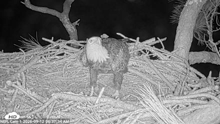 NE Florida Eagles Live Webcam - Sep 12, 2026, 6:38am EDT