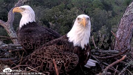 NE Florida Eagles Live Webcam - Oct 23, 2026, 6:57pm EDT