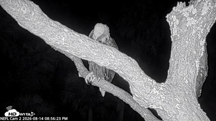 NE Florida Eagles Live Webcam - Aug 14, 2026, 8:57pm EDT