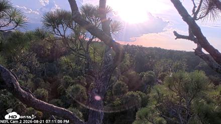 NE Florida Eagles Live Webcam - Aug 21, 2026, 7:11pm EDT