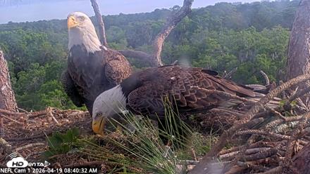NE Florida Eagles Live Webcam - Apr 19, 2026, 8:41am EDT