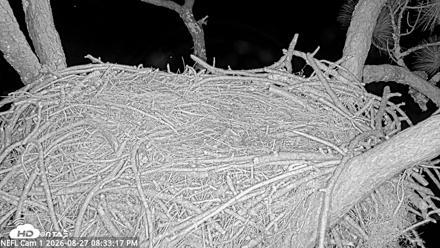 NE Florida Eagles Live Webcam - Aug 27, 2026, 8:34pm EDT