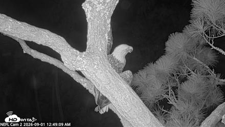 NE Florida Eagles Live Webcam - Sep 1, 2026, 12:50am EDT