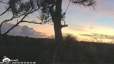 NE Florida Eagles Live Webcam - Sep 8, 2026, 6:39am EDT