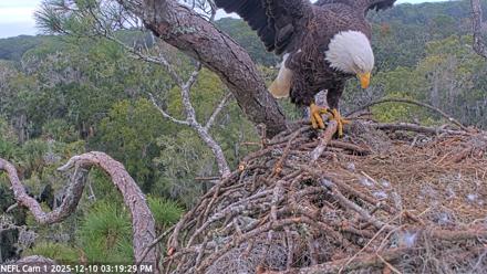 NE Florida Eagles Live Webcam - Dec 10, 2025, 3:20pm EST