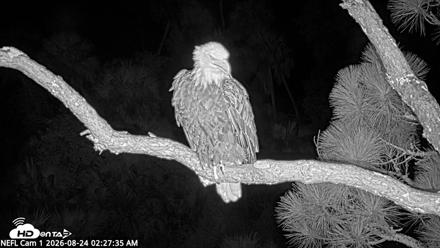 NE Florida Eagles Live Webcam - Aug 24, 2026, 2:28am EDT