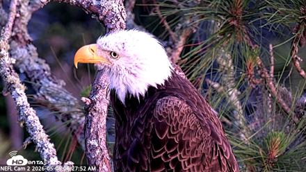 NE Florida Eagles Live Webcam - May 6, 2026, 6:28am EDT