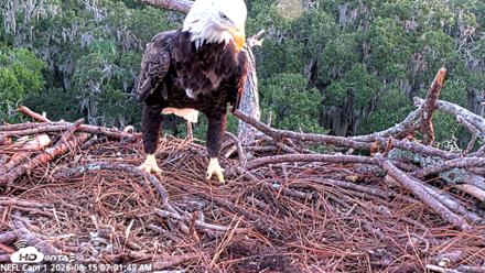 NE Florida Eagles Live Webcam - Aug 15, 2026, 7:02am EDT
