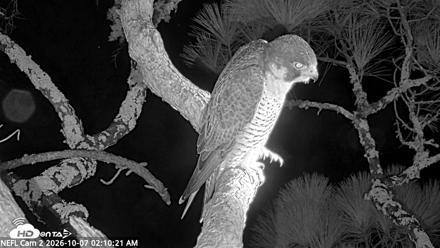 NE Florida Eagles Live Webcam - Oct 7, 2026, 2:11am EDT