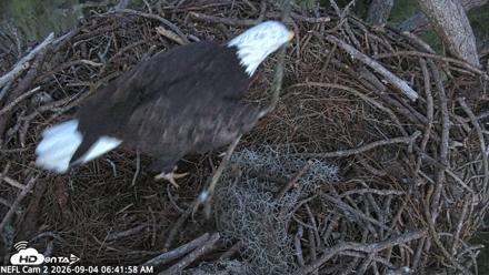 NE Florida Eagles Live Webcam - Sep 4, 2026, 6:42am EDT