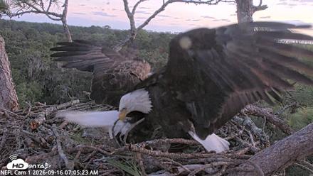 NE Florida Eagles Live Webcam - Sep 16, 2026, 7:06am EDT