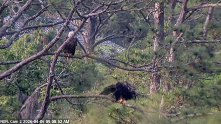 NE Florida Eagles Live Webcam - Apr 6, 2026, 9:09am EDT
