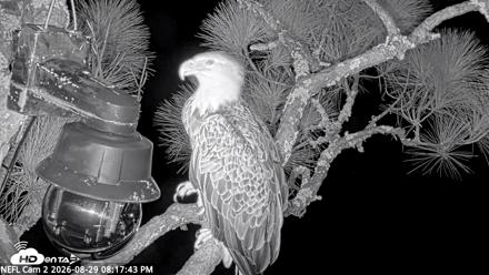 NE Florida Eagles Live Webcam - Aug 29, 2026, 8:18pm EDT