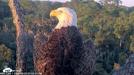 NE Florida Eagles Live Webcam - Sep 26, 2026, 7:04pm EDT