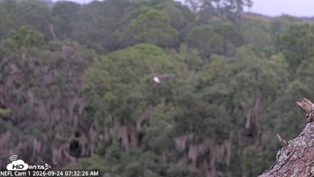 NE Florida Eagles Live Webcam - Sep 24, 2026, 7:34am EDT