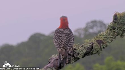 NE Florida Eagles Live Webcam - Jun 15, 2026, 6:50pm EDT