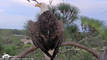 NE Florida Eagles Live Webcam - Sep 7, 2026, 7:06pm EDT