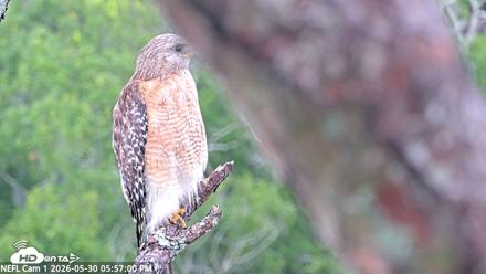NE Florida Eagles Live Webcam - May 30, 2026, 5:57pm EDT