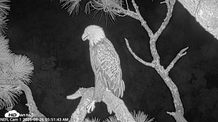 NE Florida Eagles Live Webcam - Aug 26, 2026, 5:54am EDT