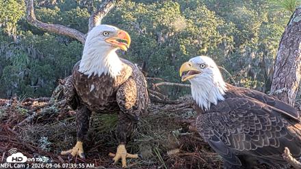 NE Florida Eagles Live Webcam - Sep 6, 2026, 7:40am EDT