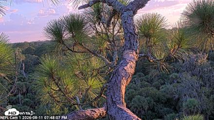NE Florida Eagles Live Webcam - Aug 11, 2026, 7:51pm EDT