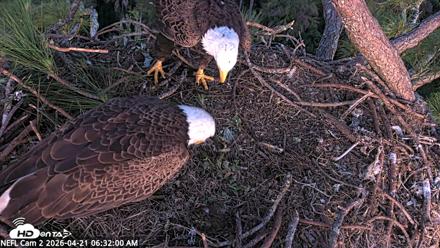 NE Florida Eagles Live Webcam - Apr 21, 2026, 6:32am EDT