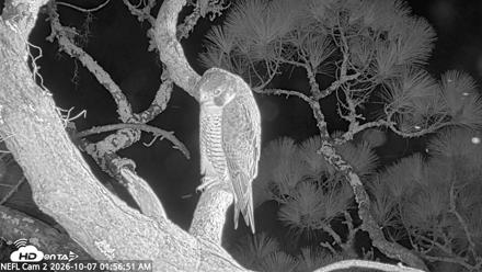 NE Florida Eagles Live Webcam - Oct 7, 2026, 1:57am EDT