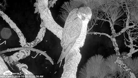 NE Florida Eagles Live Webcam - Oct 7, 2026, 2:23am EDT