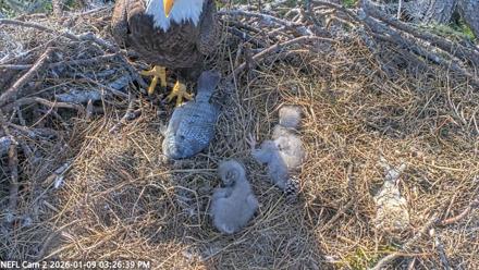 NE Florida Eagles Live Webcam - Jan 9, 2026, 3:27pm EST