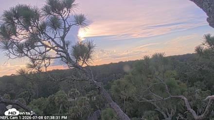 NE Florida Eagles Live Webcam - Jul 8, 2026, 7:39pm EDT