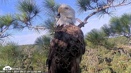 NE Florida Eagles Live Webcam - Sep 27, 2026, 9:24am EDT